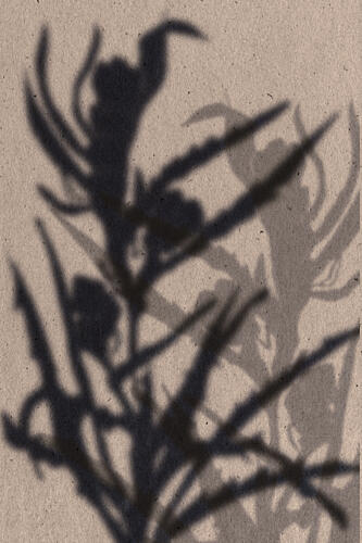 Soft Plant Shadows Art Print