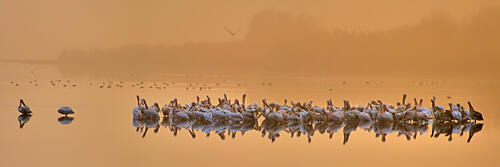 Golden Hour Pelicans Gold Print