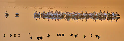 Golden Hour Pelicans Gold Print