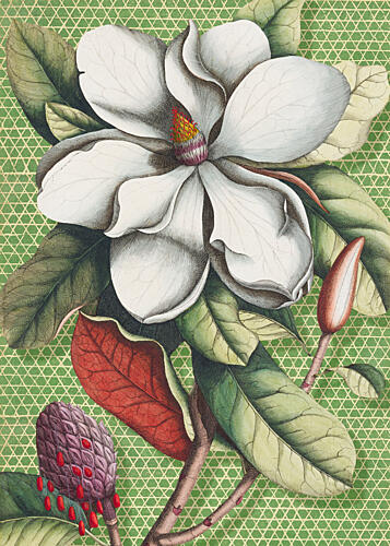 White Magnolia Blossom Art déco reproduction
