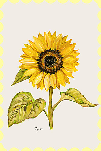 Golden Sunflower Botanical Art déco reproduction