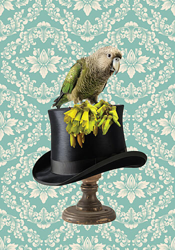 Whimsical Top Hat Parrot Art Print