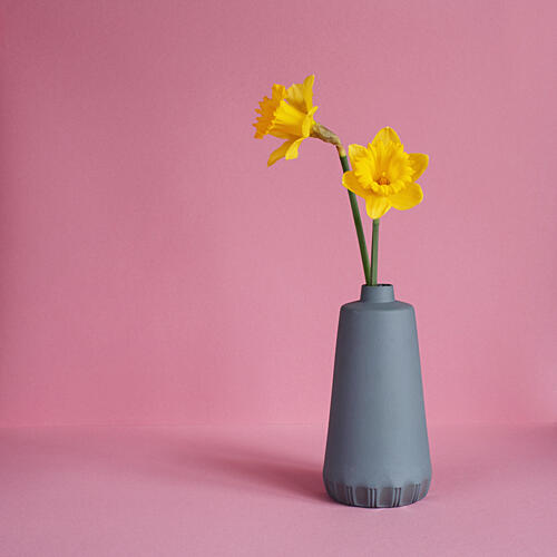 Bright Pink Daffodils Art Print by Masha Bakker Matijevic