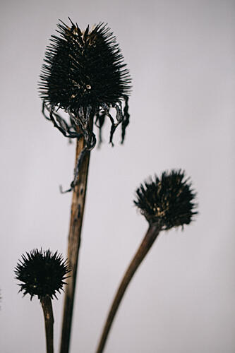 Dried Coneflower Spikes Art Print by Masha Bakker Matijevic