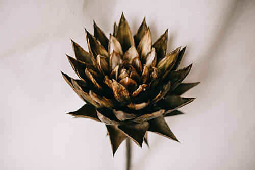 Golden Botanical Bloom Art Print by Masha Bakker Matijevic