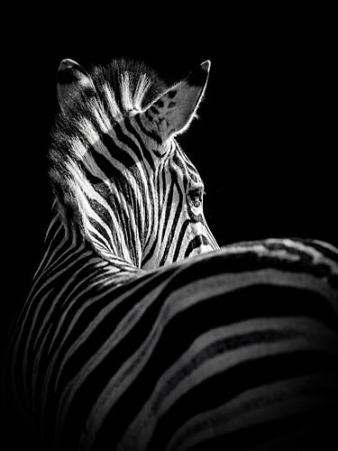 Striking Zebra Art déco reproduction