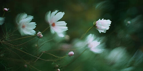 Soft White Cosmos Art déco reproduction