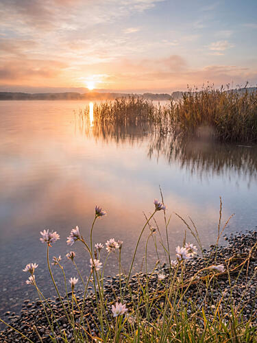 Misty Lake Morning Glow Art Print