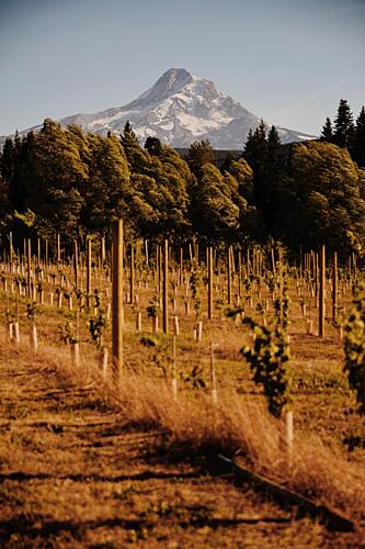Vineyard Mountain View Gold Print