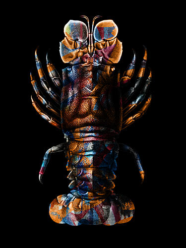 Vibrant Spiny Lobster Art Print