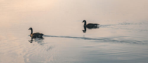 Golden Hour Geese Gold Print