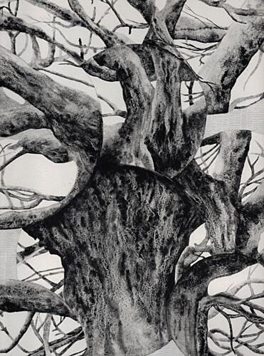 Old Gnarled Tree Trunk Art Print