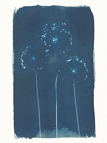 Soft Blue Dandelions Art Print by Chickweeds Studio