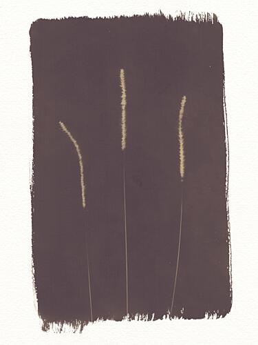 Dark Botanical Study Art Print by Chickweeds Studio