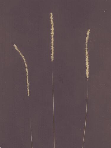Tall Feathery Grass Art Print by Chickweeds Studio