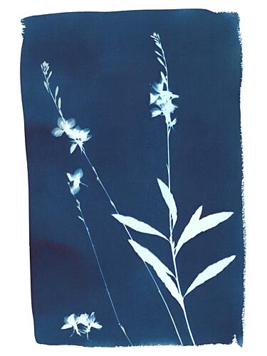 Indigo Wildflowers Art Print by Chickweeds Studio