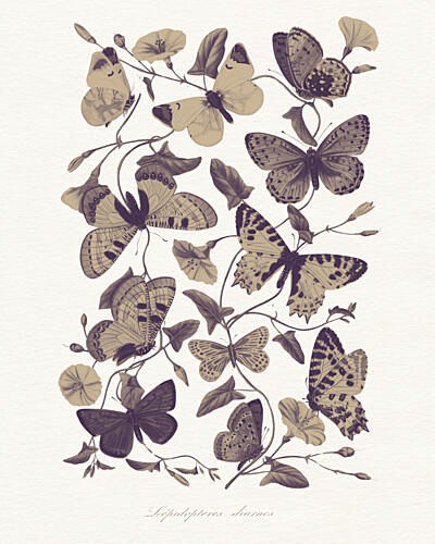 Vintage Butterfly Botanical Art déco reproduction
