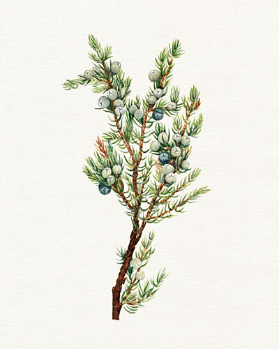 Juniper Berries Branch Art Print