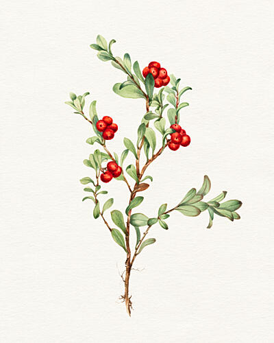 Vibrant Lingonberry Botanical Art Print