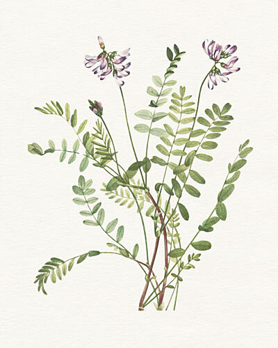Botanical Flower Study Art déco reproduction