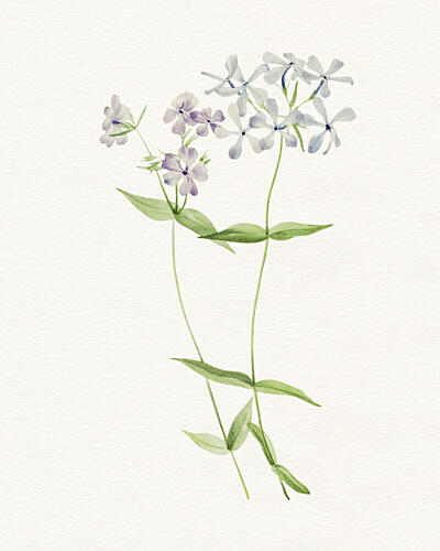 Delicate Watercolor Flowers Art déco reproduction