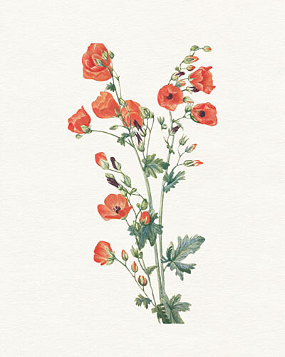 Orange Botanical Blooms Art Print