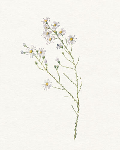 Delicate White Flowers Art déco reproduction