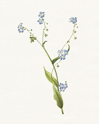 Botanical Forget Me Nots Art déco reproduction