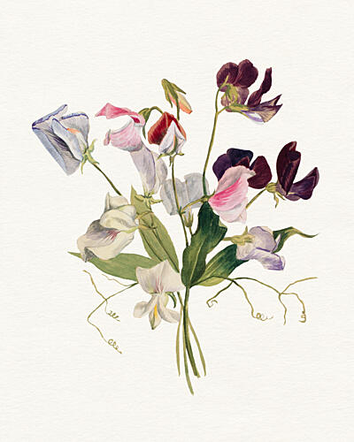 Sweet Pea Bouquet Art déco reproduction