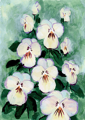 Fresh White Pansies Art Print