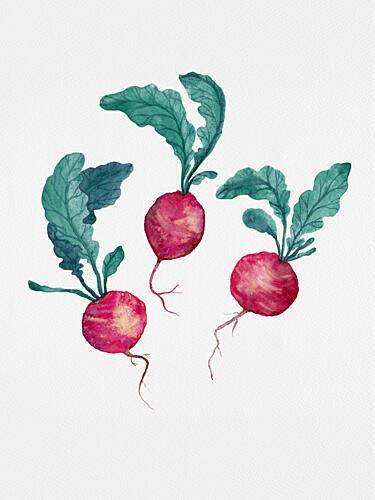 Fresh Watercolor Radishes Art Print