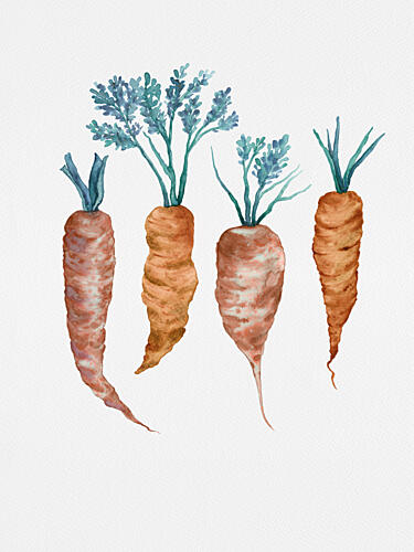 Rustic Watercolor Carrots Art Print