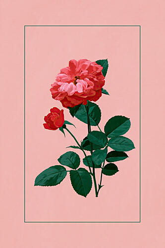 Classic Rose Bloom Art Print