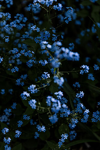 Tranquil Blue Flowers Art Print