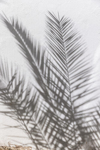 Sunlit Palm Shadows Art Print