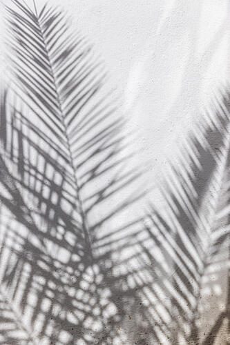 Palm Shadow Play Art Print