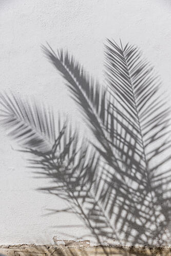 Sunny Palm Shadows Art Print