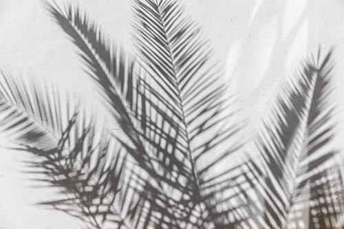 Tropical Shadow Play Art Print