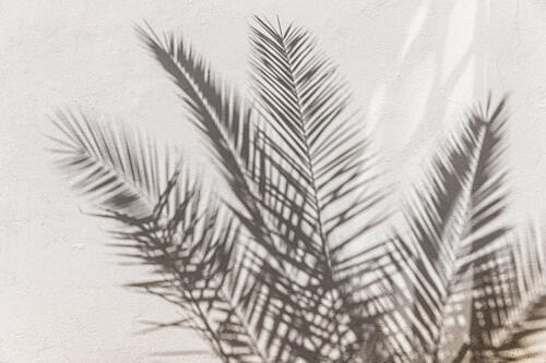 Palm Shadow Play Art Print