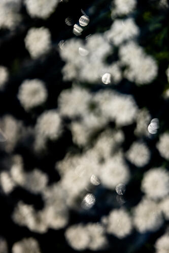 Dreamy Floral Bokeh Art Print