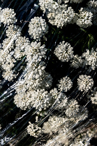 Glistening Wrapped Flowers Art Print