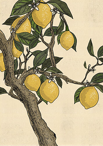 Blooming Lemon Tree Art Print by Nicholas