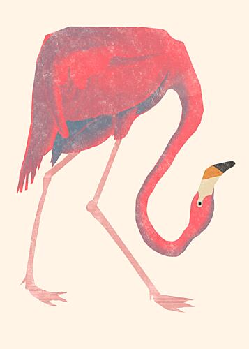 Flamingo Art Print