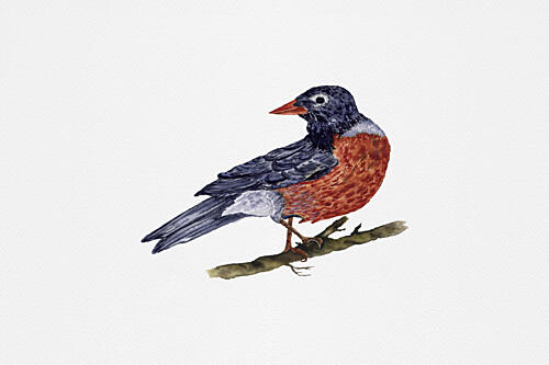 American Robin Perched Art Print by Suchi Deb