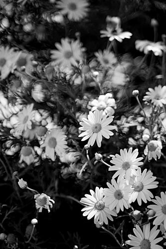 Black and White Daisies Art Print by Henrike Schenk