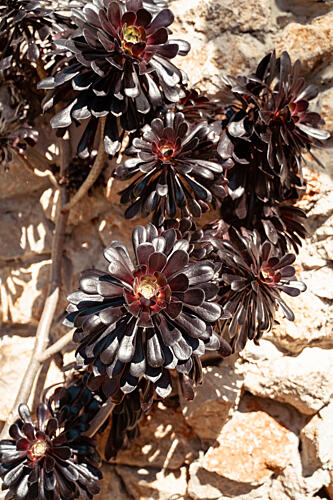 Dark Succulents on Stone Art Print by Henrike Schenk