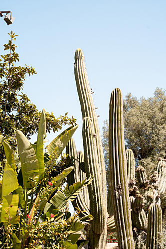 Sunny Cactus Garden Art Print by Henrike Schenk