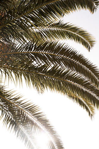 Tropical Palm Glow Art Print by Henrike Schenk