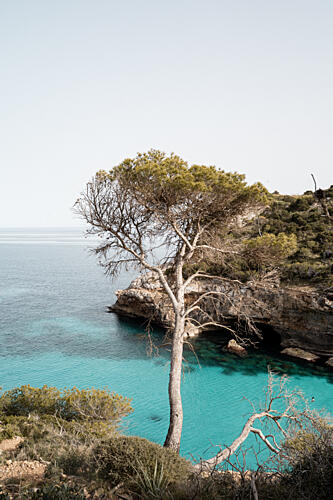 Turquoise Bay Pine Tree Art Print by Henrike Schenk