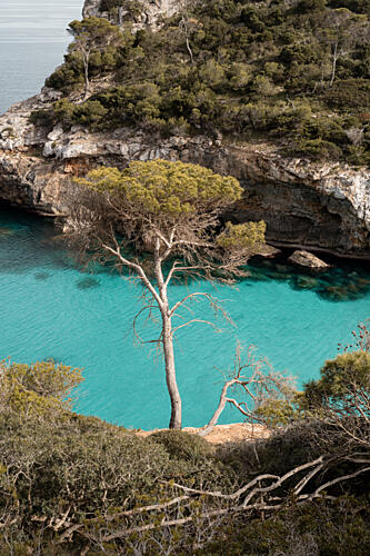 Coastal Pine Azure Waters Art Print by Henrike Schenk